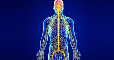 Bagaimana Suara di Sekitar Kita Diproses oleh Sistem Saraf